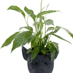Fashion Bloempot Bulldog Zwart Opbergers|Tuinmeubelen