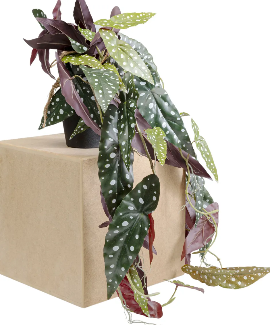 Discount Decoplant Begonia 45cm Kasten|Tuinmeubelen