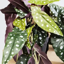 Discount Decoplant Begonia 45cm Kasten|Tuinmeubelen
