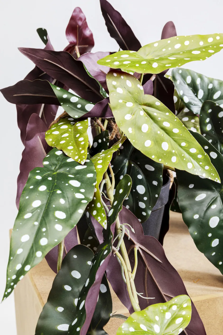 Discount Decoplant Begonia 45cm Kasten|Tuinmeubelen