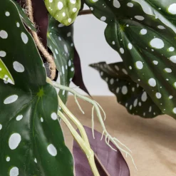 Discount Decoplant Begonia 45cm Kasten|Tuinmeubelen