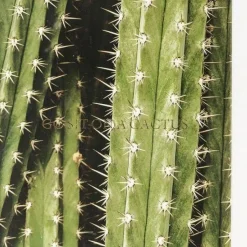 Best Fotolijst Cactus 45x33cm Wanddecoratie|Kasten