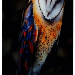 Flash Sale Glasschilderij Cute Owl 120x80cm Wanddecoratie|Kasten