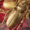 Flash Sale Wanddecoratie Longicorn Beetle Goud Wanddecoratie|Kasten