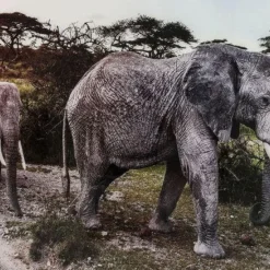 Clearance Wandfoto Glass Elephant Family Wanddecoratie|Kasten